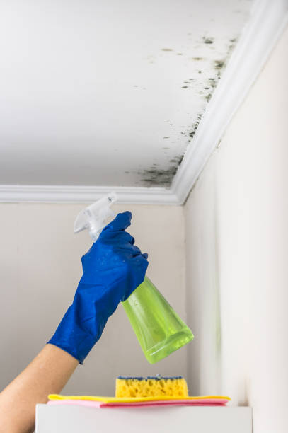 Best Forensic Mold Investigation  in Machesney Park, IL